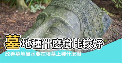 墳墓上長樹|【墳地自然長風水樹】祖墳旁邊長樹是好是壞 